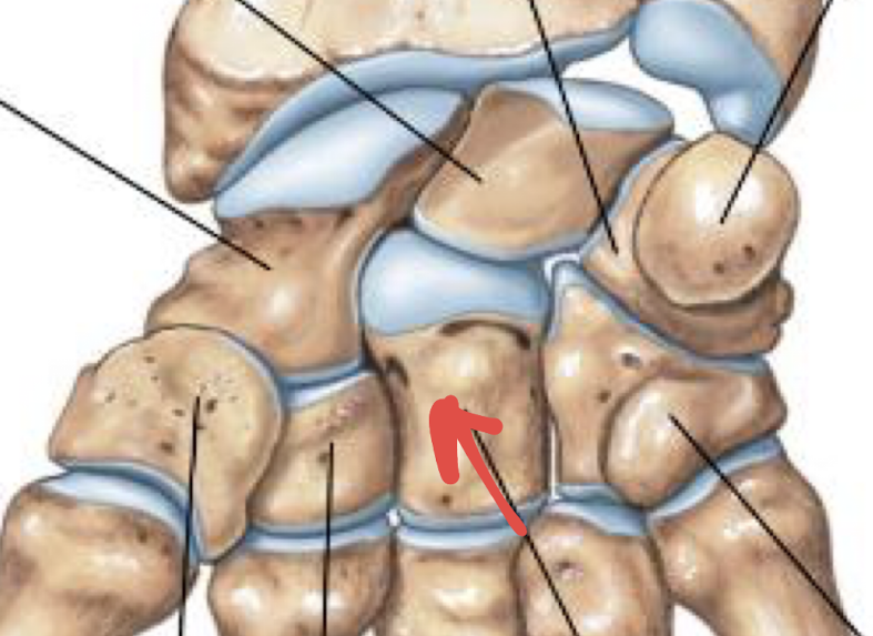 <p>what is this part of the hand?</p>