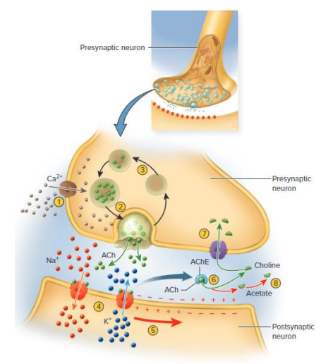 <p>Neurotransmitters (NTs) removal</p>