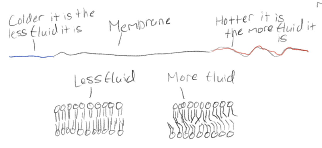 <p>Temperature (The hotter it is the more fluidity) (The colder it is the less fluidity)</p><p>Lipid Content</p><p>Unsaturated fatty acids make membrane more fluid</p><p>While the saturated fatty acids makes the membrane less fluid (viscous)</p><p>Cholesterol: Makes membranes more fluid at low temperatures and less fluid at high temperatures; “fluidity buffer” (not found in bacterial membranes). Homeostasis</p>