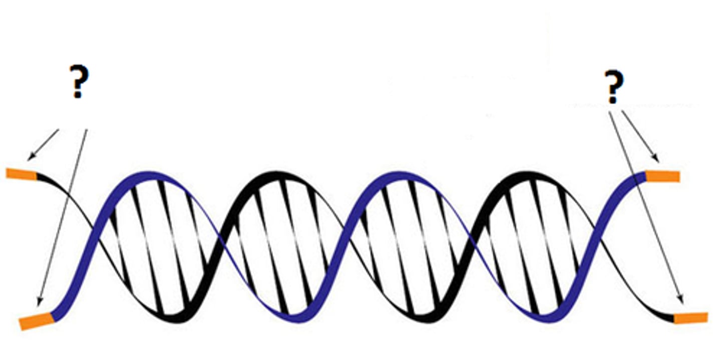 <p>Structures found at the end of the DNA molecule. It contains repeated nucleotides which contain genetic information that do not translate into traits.</p>