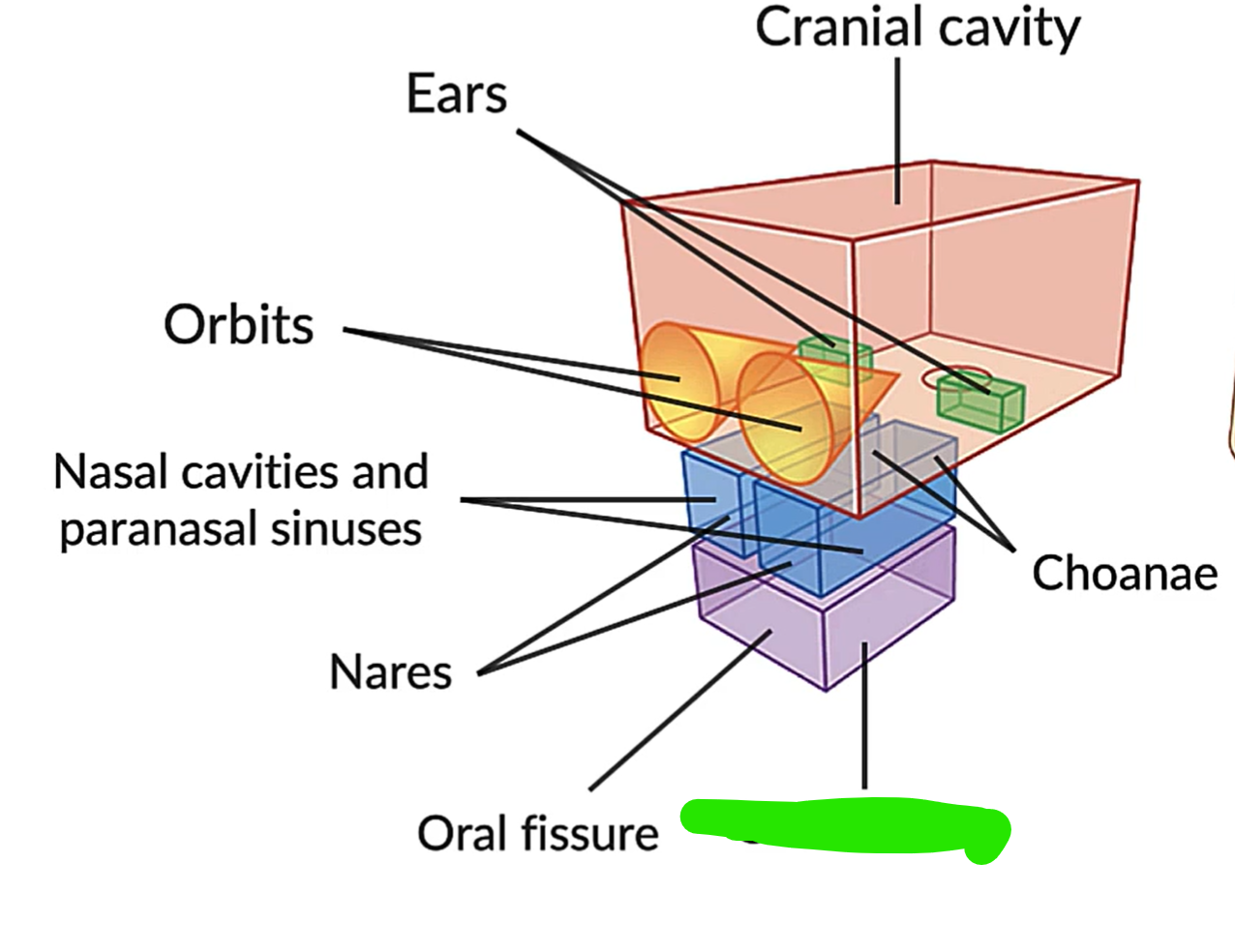 term image