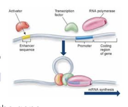 <p>Proteins that bind upstream of the gene</p>