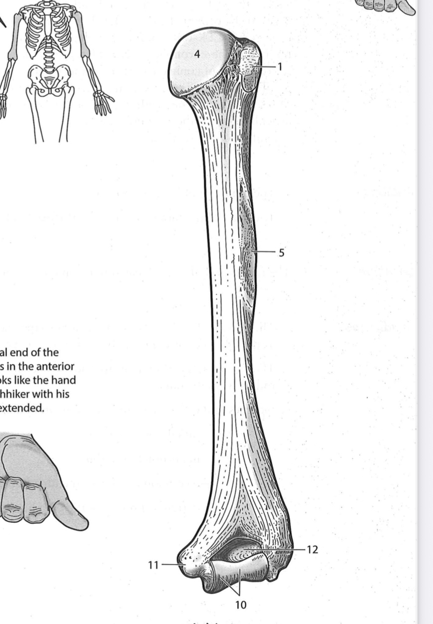 <p>Greater tubercle</p>