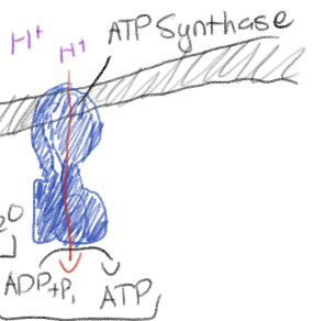 <p>H<sup>+</sup> diffuses back through ATP synthase (facilitated diffusion), generating ATP by oxidative phosphorylation</p>