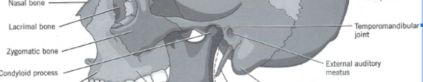 <p>def. Articulates with the temporal bone to form temporomandibular joint (TMJ)</p>