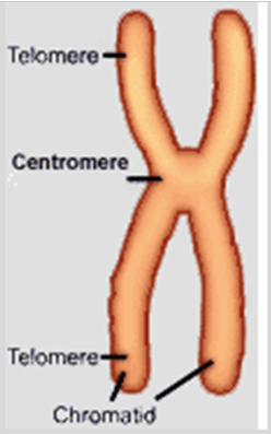 <p>How many chromatids does a cell entering division have? How many <span style="background-color: transparent;"><span>chromosomes will a daughter cell have?</span></span></p>