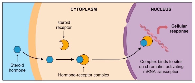 <ul><li><p>Hormones are chemical molecules that are synthesized in one part of the body. </p></li><li><p>They are secreted directly in the blood, which carries them to other organs and tissues of the body. </p></li><li><p>There, they get attached to steroid receptors to form the hormone receptor compleX</p><ul><li><p>allows the hormone to carry out its function</p></li></ul></li></ul><p></p><p>Two important classes of steroid hormones:</p><ul><li><p>Sex hormones</p></li><li><p>Adrenal cortical steroids, also known as corticosteroids</p></li></ul><p></p>