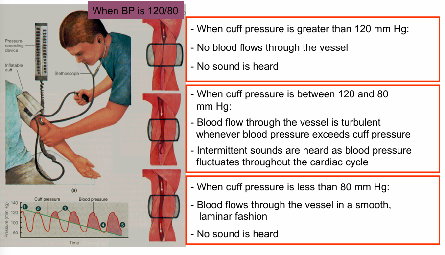 <p>definition- device that measures systolic and diastolic arterial blood pressures</p><ul><li><p>listen for sound of blood squeezing past (turbulent) the pressure cuff </p></li><li><p>BP is systolic pressure/diastolic pressure 120/80 </p></li></ul><p></p>