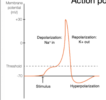<ul><li><p>The voltage-gated Na+ channels open: Na+ rushes into the cell</p></li><li><p>The Na+ channels close, then the voltage-gated K+ channels open: K+ rushes out of the cell</p></li><li><p>The K+ channels close, bringing the membrane potential back to rpm</p></li></ul><p></p>