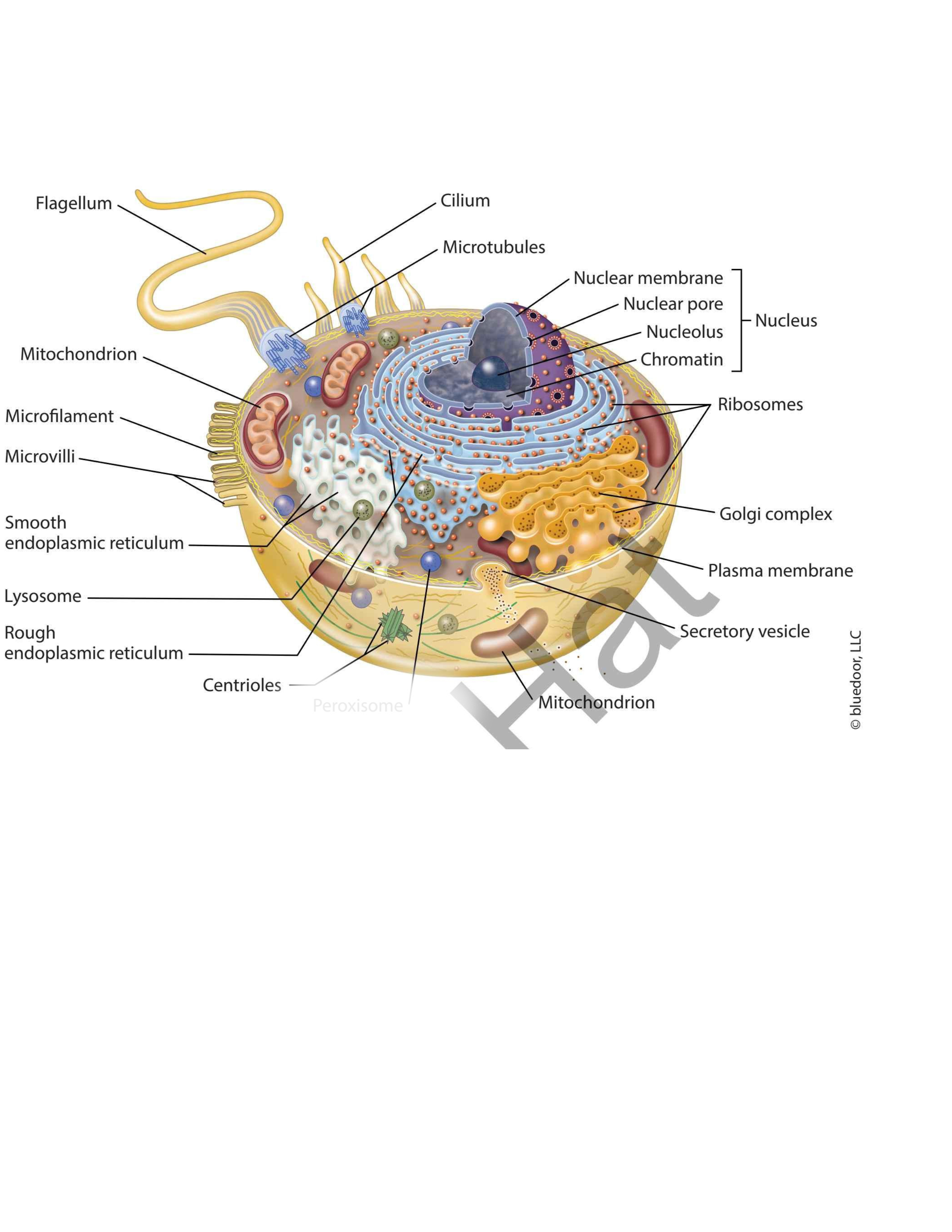 term image
