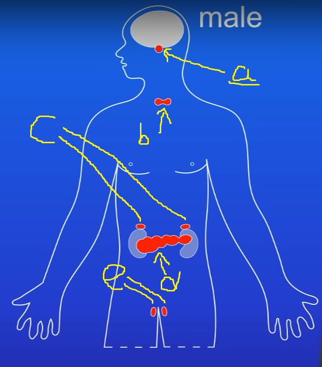 <p>Identify the name of the endocrine gland of a, b, e.</p><p>[3 marks] </p>
