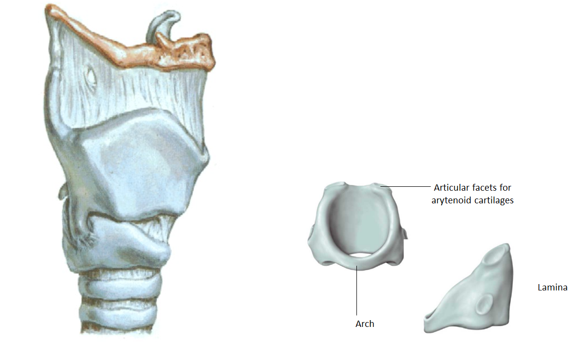 <p>What are<strong> key features </strong>of the<strong> cricoid cartilage?</strong></p>