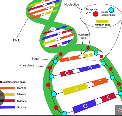 <p>The double helix form of DNA is primarily due to several factors. </p><p>First, the specific base pairing between adenine and thymine, and cytosine and guanine creates hydrogen bonds that stabilize the structure. </p><p>Additionally, the hydrophobic nature of the nitrogenous bases causes them to orient inward, while the sugar-phosphate backbones faces outward, helping maintain the helical shape. </p><p>The twisting of the strands, along with the spatial arrangement of the nucleotides, minimizes steric hindrance and further supports the helical configuration. </p><p><span>Together, these interactions create a stable double helix that is essential for DNA's role in storing and transmitting genetic information.</span></p>