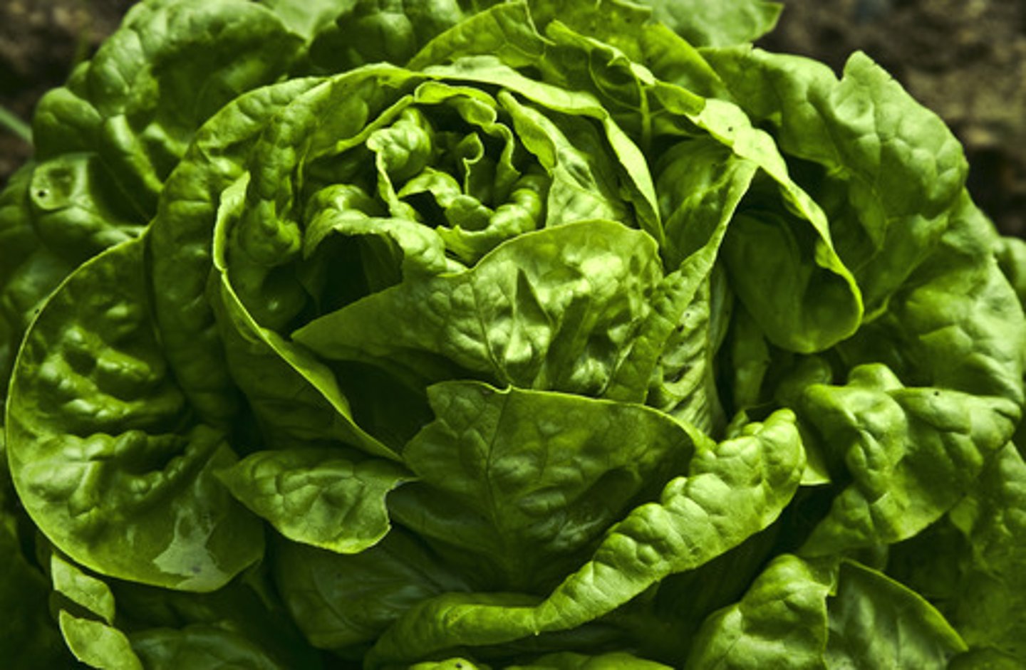 <p>lettuce</p>