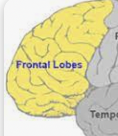 <p>Frontal lobe</p>