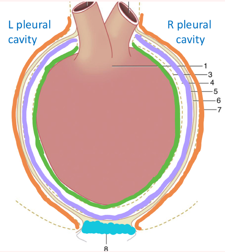 <p>What is outlined in orange?</p>