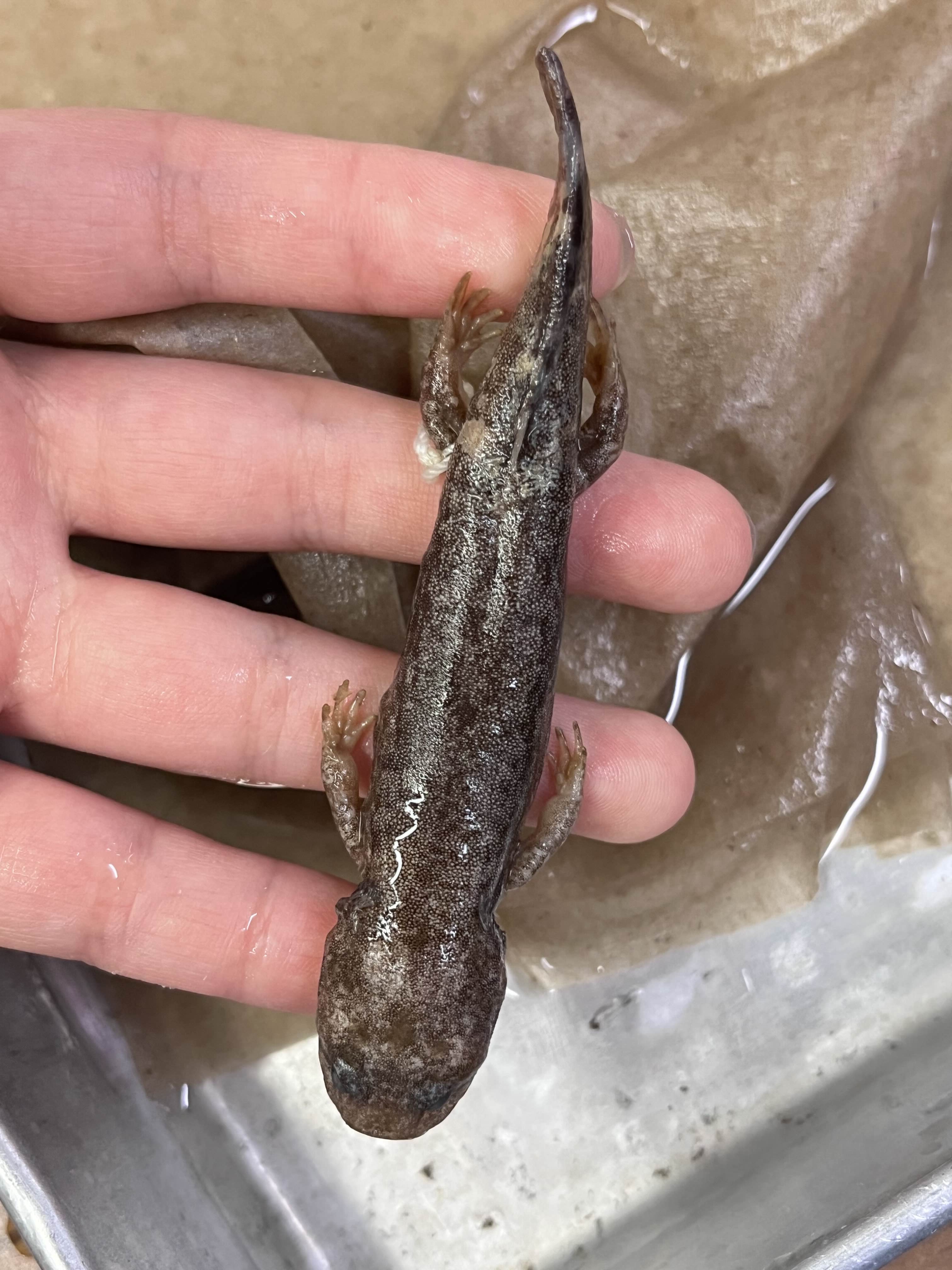 <p>Family?</p><ul><li><p><strong>Mottled</strong></p></li><li><p>West Coast US/ Montana</p></li><li><p>>10 species</p></li></ul><p></p>