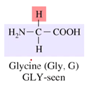 <p>Glycine </p>
