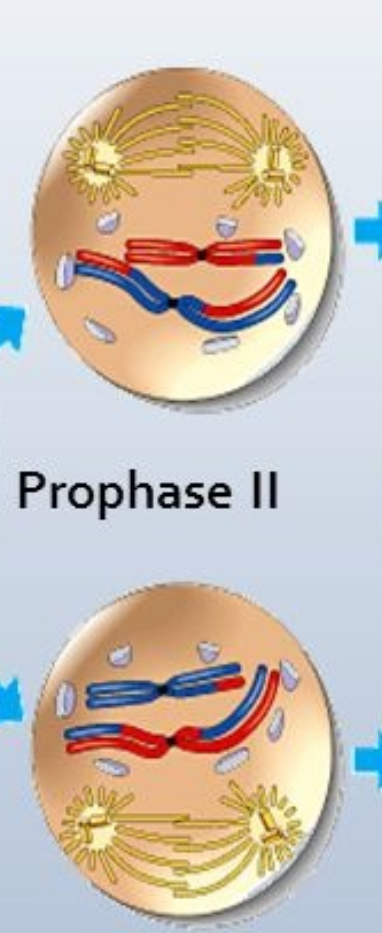 <ul><li><p>Two haploid cells produced by 1st meiosis division</p></li><li><p>DNA does not have to replicated because Each chromosome still has 2 chromatids</p></li></ul><p></p>