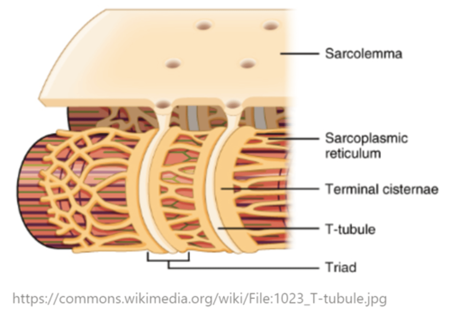 <p>t-tubules</p>