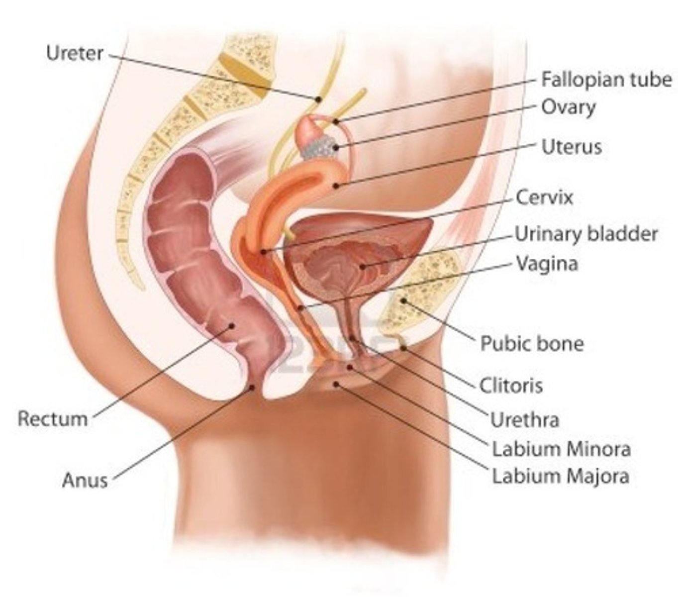 <p>Includes ovaries, testes, prostate, uterine tubes, uterus, vagina, and penis; functions include gamete production, producing new offspring, and hormone release to control the reproductive cycle.</p>