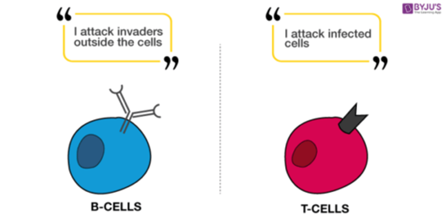 <p>Originates &amp; matures in bone marrow</p><p>As it matures, it develops the ability to identify pathogens clearly</p><p>Also learns how to bind to a specific antigen</p><p>Develops self-tolerance (ability to not attack body's own cells)</p>