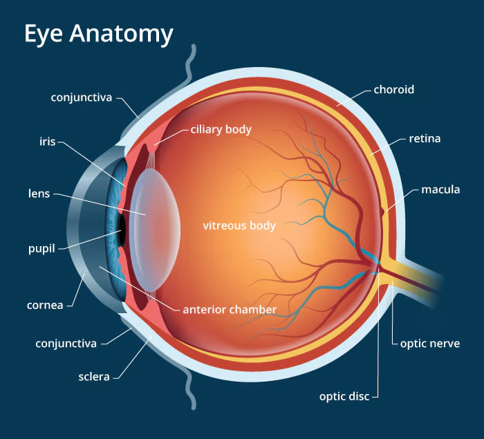 <p>cornea</p>