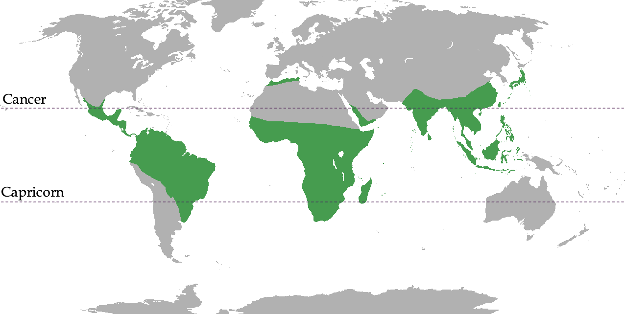 <p>The green areas shown in the image</p><ul><li><p>tropical / subtropical areas(usually)</p><ul><li><p>couple exceptions<br>ex: Japanese Macaques</p></li></ul></li><li><p>Madagascar</p><ul><li><p>Most Strepsirrhines live (lemur diversity) </p></li></ul></li><li><p>Americas Monkeys</p><ul><li><p>Platyrrhines</p></li></ul></li><li><p>Australia</p><ul><li><p>None native </p></li><li><p>no primates until humans</p></li></ul></li><li><p>catarrhines</p><ul><li><p>Apes and monkeys of Africa and Asia</p></li></ul></li></ul><p></p>