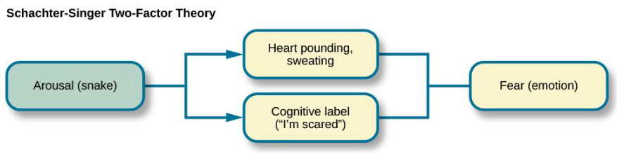 <p>Emotions are based on inferences about the causes of general physiological reactions; it has to involve a cognitive appraisal of the current context</p>