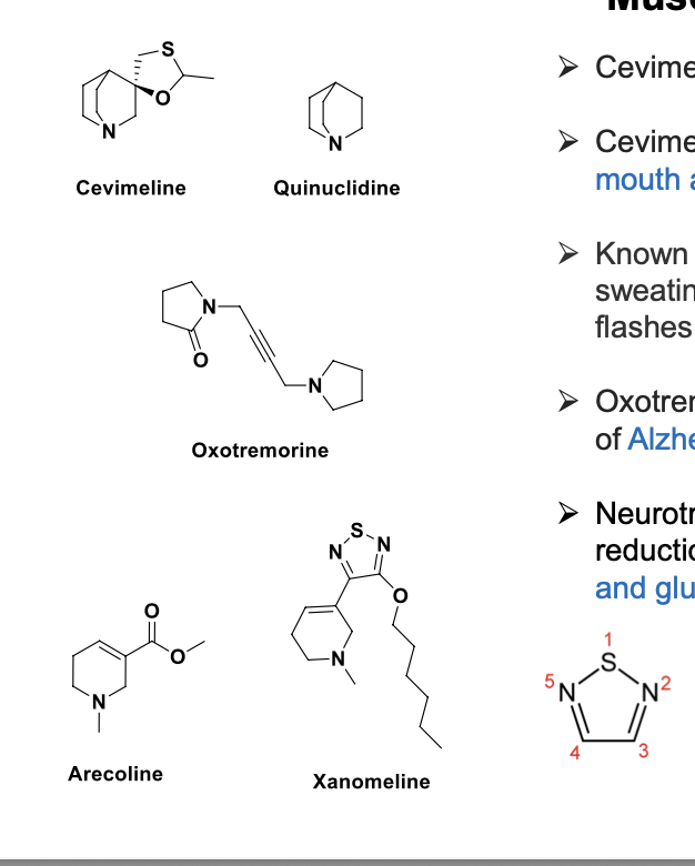 <ul><li><p>cevimeline = quinuclidine analog and is a mAChR agonist</p></li><li><p>available as oral capsule for treatment of <strong>dry mouth associated with sjogren syndrome (similar to pilocarpine)</strong></p></li><li><p>known side effects</p><ul><li><p>nausea</p></li><li><p>vomiting</p></li><li><p>diarrhea</p></li><li><p>excessive sweating</p></li><li><p>rash</p></li><li><p>headache</p></li><li><p>runny nose</p></li><li><p>cough</p></li><li><p>drowsiness</p></li><li><p>hot flashes</p></li><li><p>blurred vision</p></li><li><p>difficulty sleeping</p></li></ul></li><li><p>oxotremorine, arecoline, xanomelin = used for treatment of <strong>alzheimers disease</strong>; selective for mAChRs in brain</p></li><li><p>neurotransmitter dysfunction in alzheimers involves reduction in <strong>ACH, serotonin, NE, dopamine, and glutamate levels</strong></p></li><li><p>SNN molecule</p><ul><li><p>1,2,5-thiadiazole = non-classical bioisotere of ester</p></li><li><p>mimics ester</p></li></ul></li></ul><p></p>