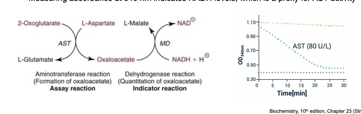 <p>coupled to NADH levels </p><ul><li><p>malate dehydrogenase (MD) catalyzes this rxn to convert <strong>oxaloacetate</strong> to <strong>malate</strong> and in the process converts <strong>NADH</strong> to <strong>NAD+</strong></p></li><li><p>NADH in solution produces a significant absorbance peak at <strong>340 nm</strong> while NAD+ has virtually NO absorbance at this wavelength</p></li><li><p>measuring absorbance at 340 nm indicates NADH levels → proxy for AST activity</p><ul><li><p>more NADH = LESS AST activity bc AST makes oxaloacetate which is converted to L-malate which consumes NADH as a result</p></li></ul></li></ul><p></p>