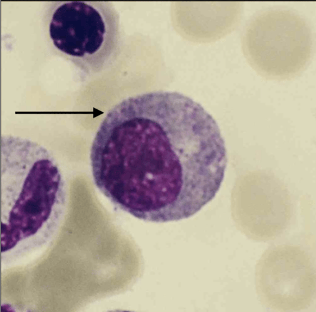 <p>12-18 μm in size. Its nucleus is reduced in size due to nuclear chromatin condensation and is round, oval, or slightly flattened on one side.</p>