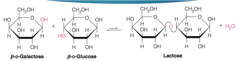 <ul><li><p>2 sugar molecules can be joined covalently via a <strong>glycosidic bond</strong></p><ul><li><p>Between an <strong>anomeric carbon</strong> on the first monosaccharide and a <strong>hydroxyl group</strong> on the second monosaccharide</p></li><li><p><strong>Condensation</strong> reaction (Water is eliminated)</p><p></p></li></ul></li></ul><p></p>