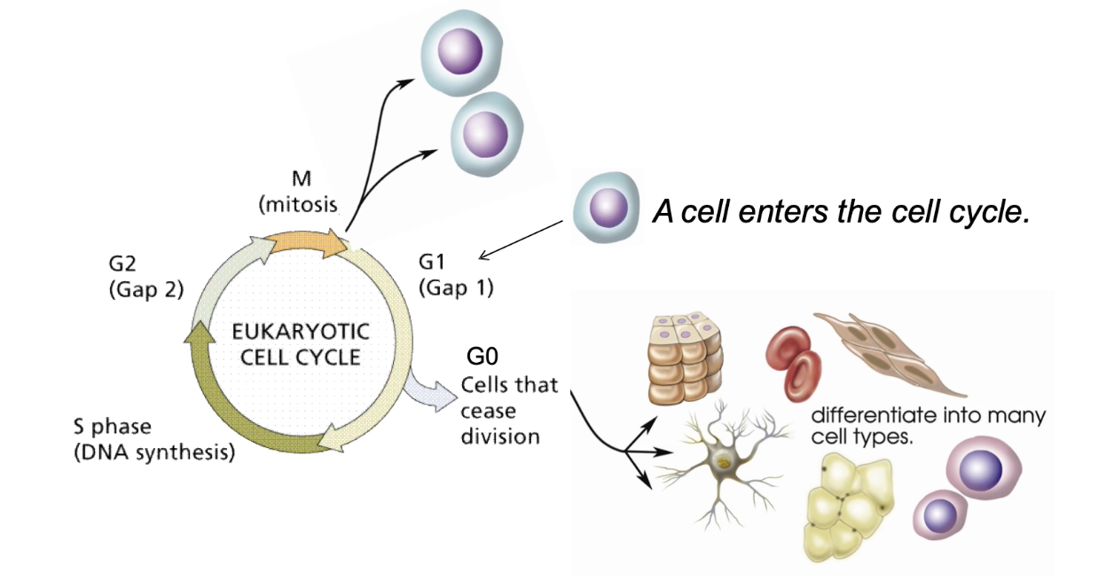 <ul><li><p>Self-renewal → 2 identical stem cells</p></li><li><p>Enter G0 temporarily or permanently</p></li><li><p>Begin differentiation → specialized cell (e.g., neuron, RBC)</p></li></ul><p></p>