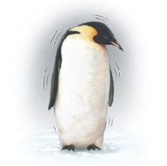 <p>physiology; shivering produces heat&nbsp;</p>