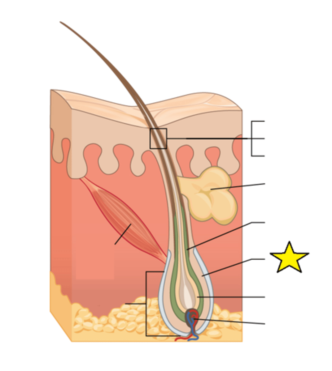 <p>Basal cells at the base of the hair root form this structure.</p>
