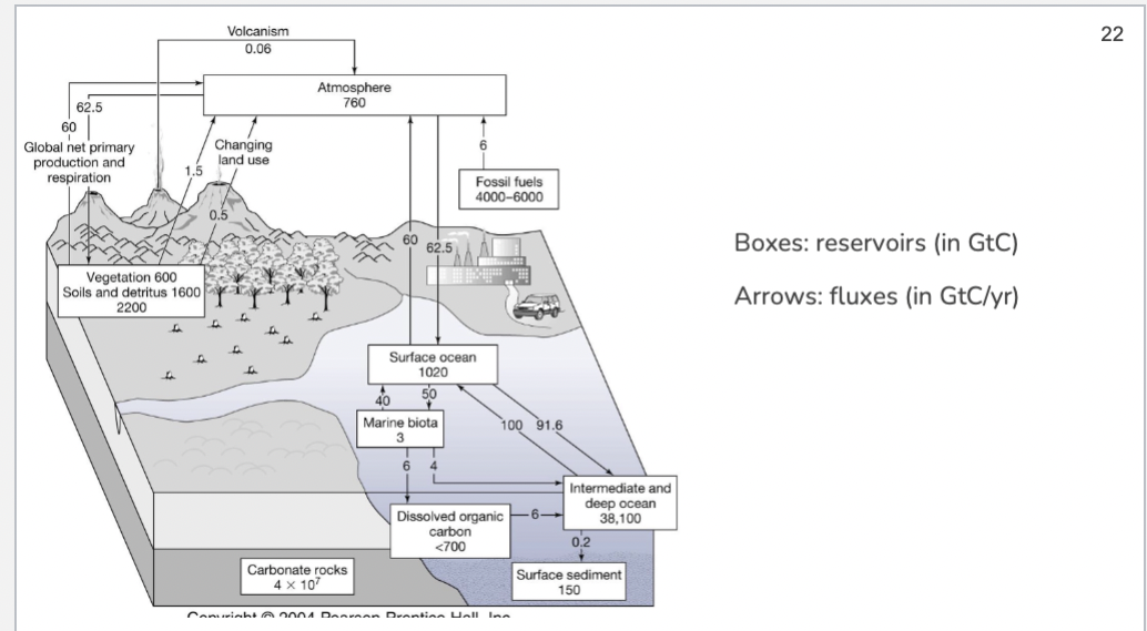 <p><span>Explain in general what the carbon cycle is. Include in your explanation the concepts of ‘reservoirs’ and ‘fluxes’</span></p>