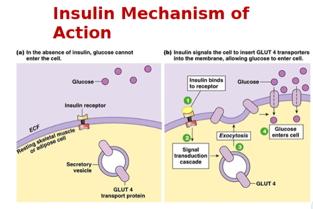 <p></p><ul><li><p>Via facilitated diffusion</p></li></ul><p></p>