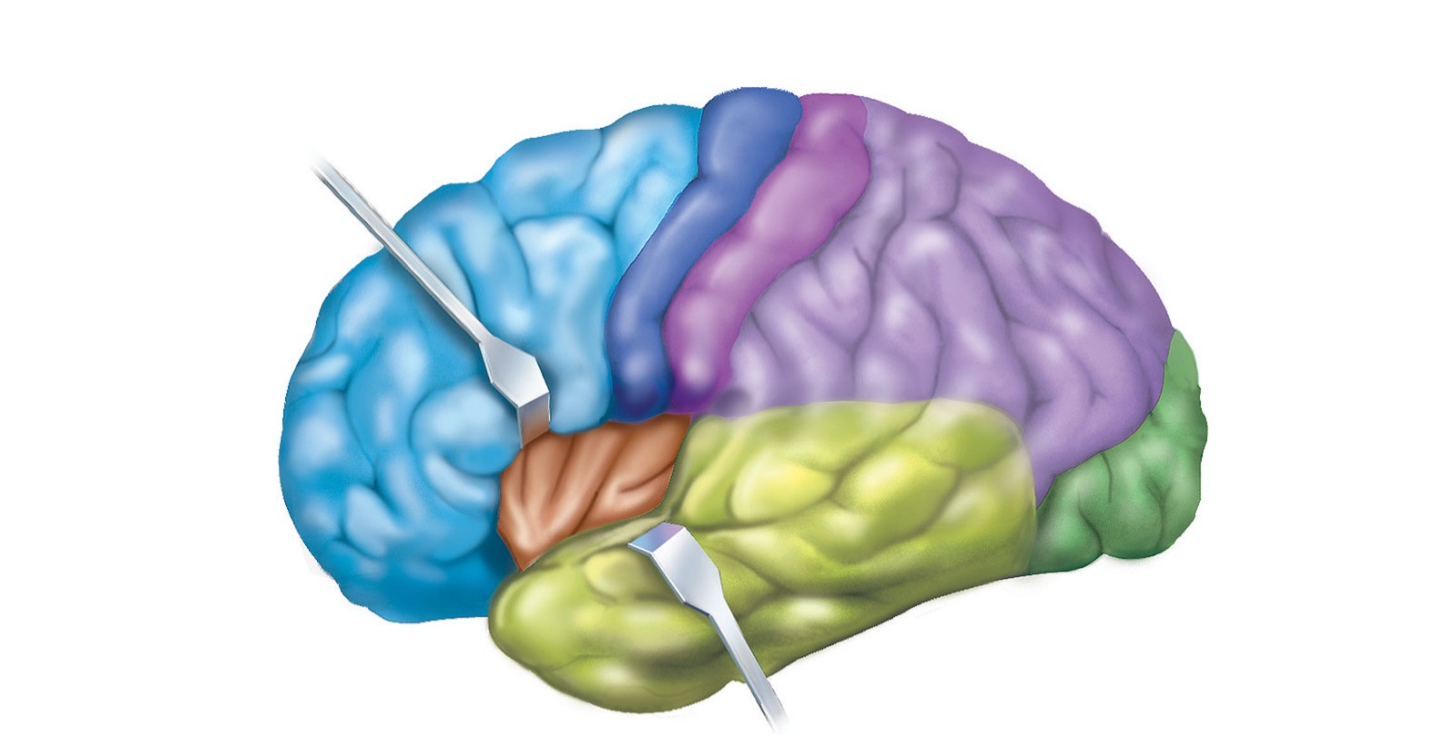 <p>identify and describe function of the different cortex/insula</p>