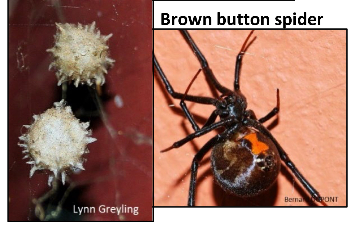 <p>What is the species name of a brown button spiders?</p>