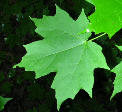 <p><em>Acer saccharum</em></p>