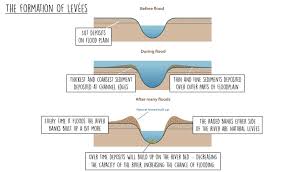 <p>1 when a river overflows (floods) their banks, they deposit transported sediment due to increased friction with the floodplain</p><p>2 as the velocity of the water decreases due to the increased frriction, its ability to transport material is rapidly reduced</p><p>3 larger sediment is depostited firrst (coarrse material) often along the edge of the rirver channel whereas finer sediments are transpoted further across the floodplain</p><p>4 this results in a high ridge of material or embankment next to the river channel after repeated flooding, known as levee</p>