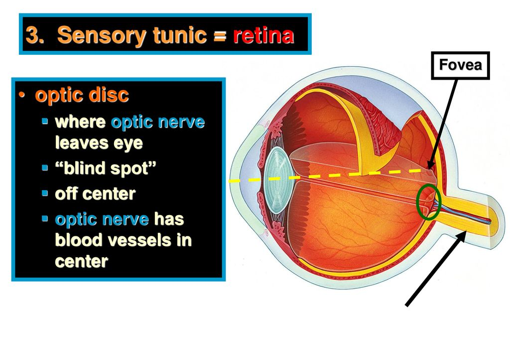 <p>Sensory Tunic or <strong>Retina</strong></p><p>Two layers (not fused and can come apart)</p>