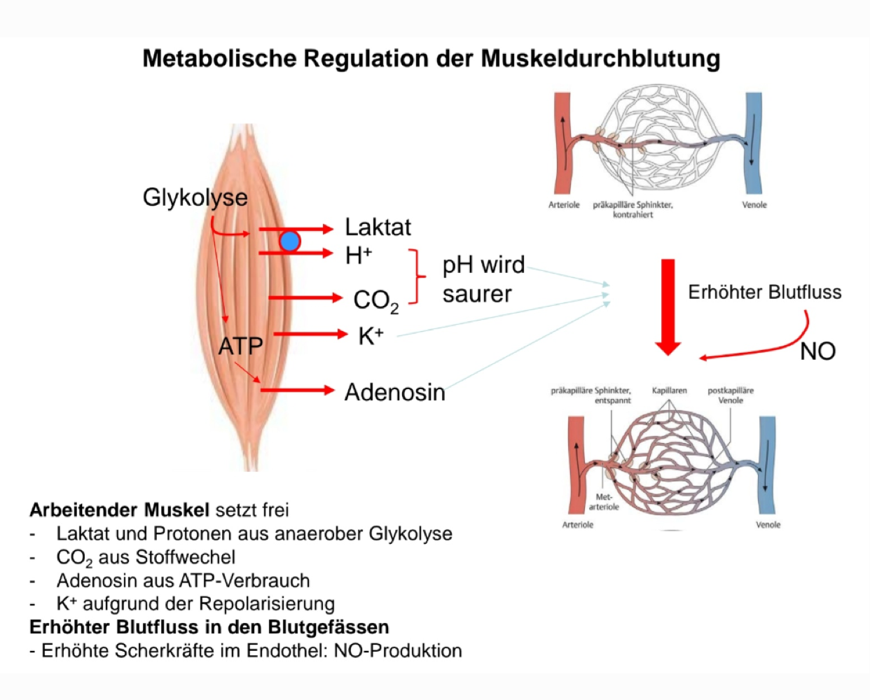 <p>I muscoli quando lavorano rilasciano metaboliti nel tessuto come H+, CO2, adenosina, lattato, K + —&gt; questi causano un‘apertura degli sfinteri capillari per avere più Durchblutung nel tessuto —&gt; questo flusso maggiore crea più attrito (Scherkräfte) nei vasi sanguigni che rilasciano NO —&gt; vasodilatazione </p>