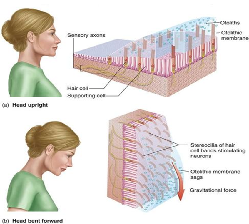 <p>how do otoliths work?</p>
