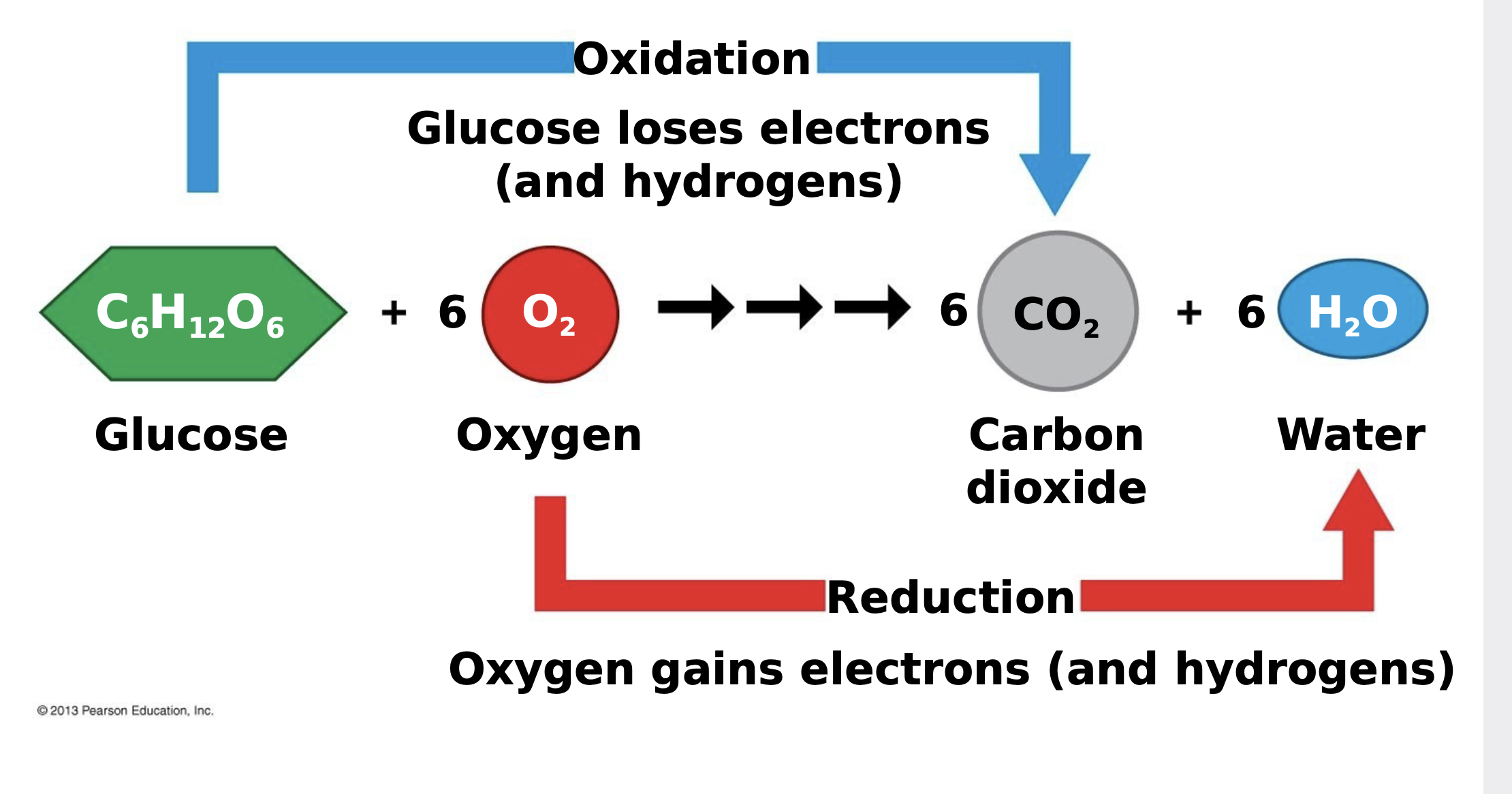 oxidation is when an atom or molecule loses an electron \n . reduction is when an atom or molecule gains an electron \n .when an electron in lost in oxidation, a hydrogen is often lost with it \n . likewise, when an electron is gained in reduction, a hydrogen is gained with it

.In cellular respiration, glucose is oxidized and oxygen is reduced.