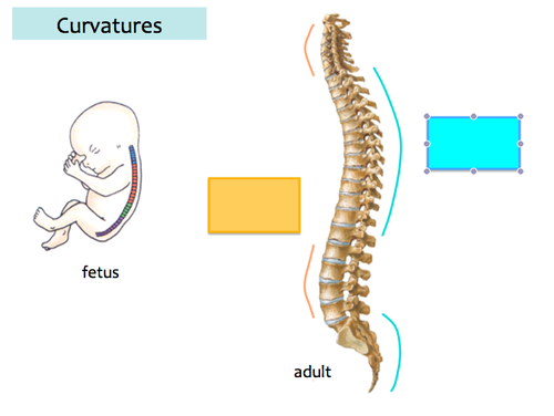 _______ curvature develops after birth