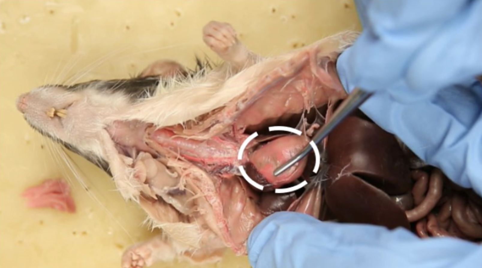 <p>What is this?</p>