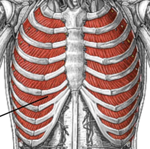 <p>Which muscle of respiration is:</p><ul><li><p>Under external intercostal, between ribs</p></li><li><p>Action: depress ribs - exhalation</p></li><li><p>Nerve: <span style="color: yellow;">intercostal</span> nerves</p></li></ul><p></p>