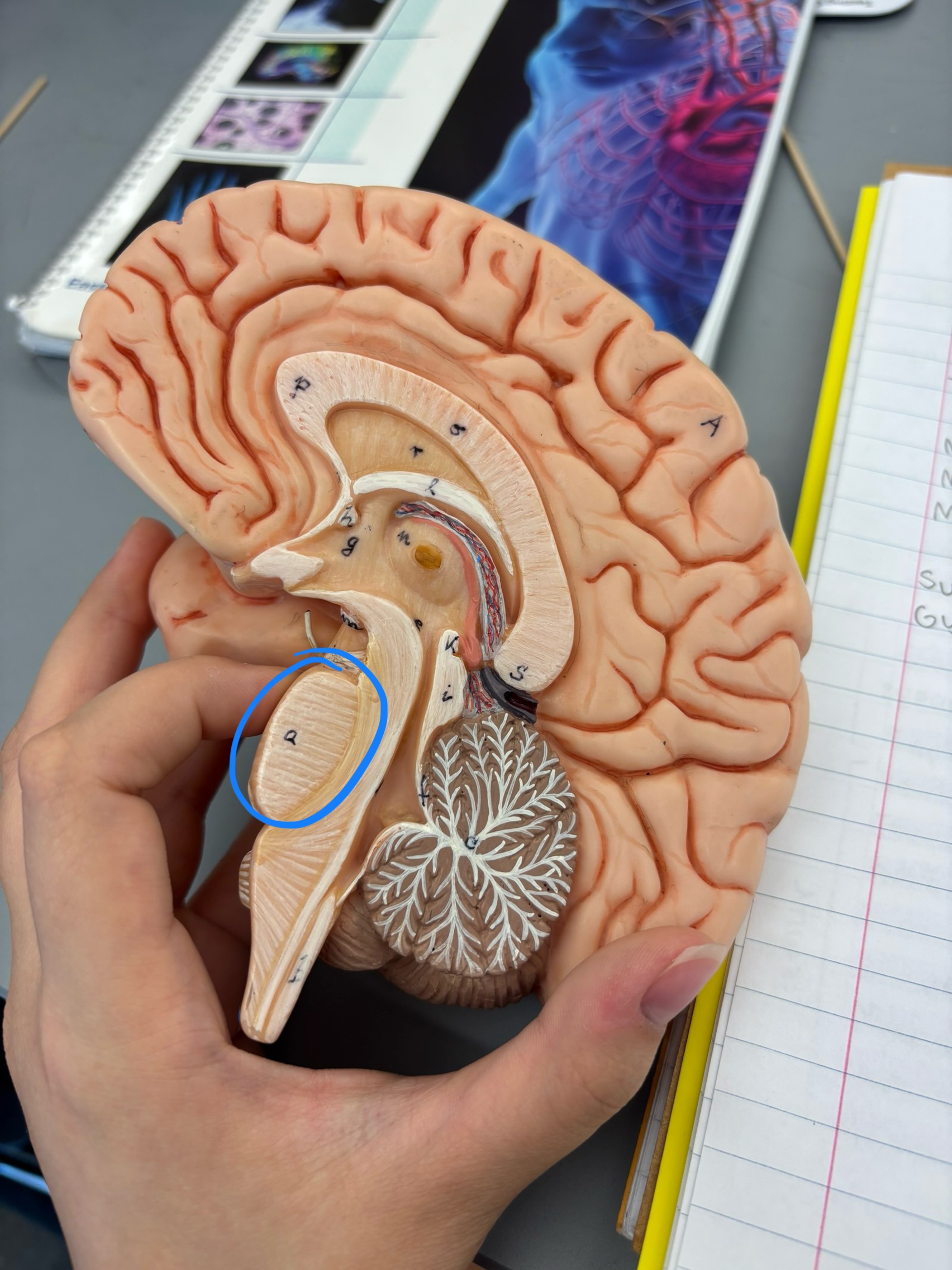 <p>What structure is this?</p>